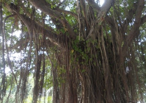 Çin Fuzhou – Banyan Ağaçları ve Çocuklar